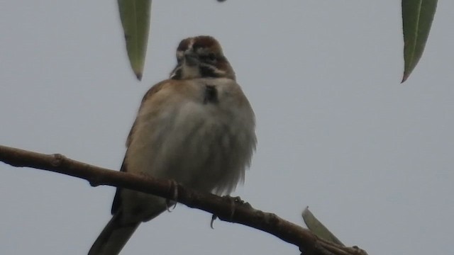Lark Sparrow - ML647053490