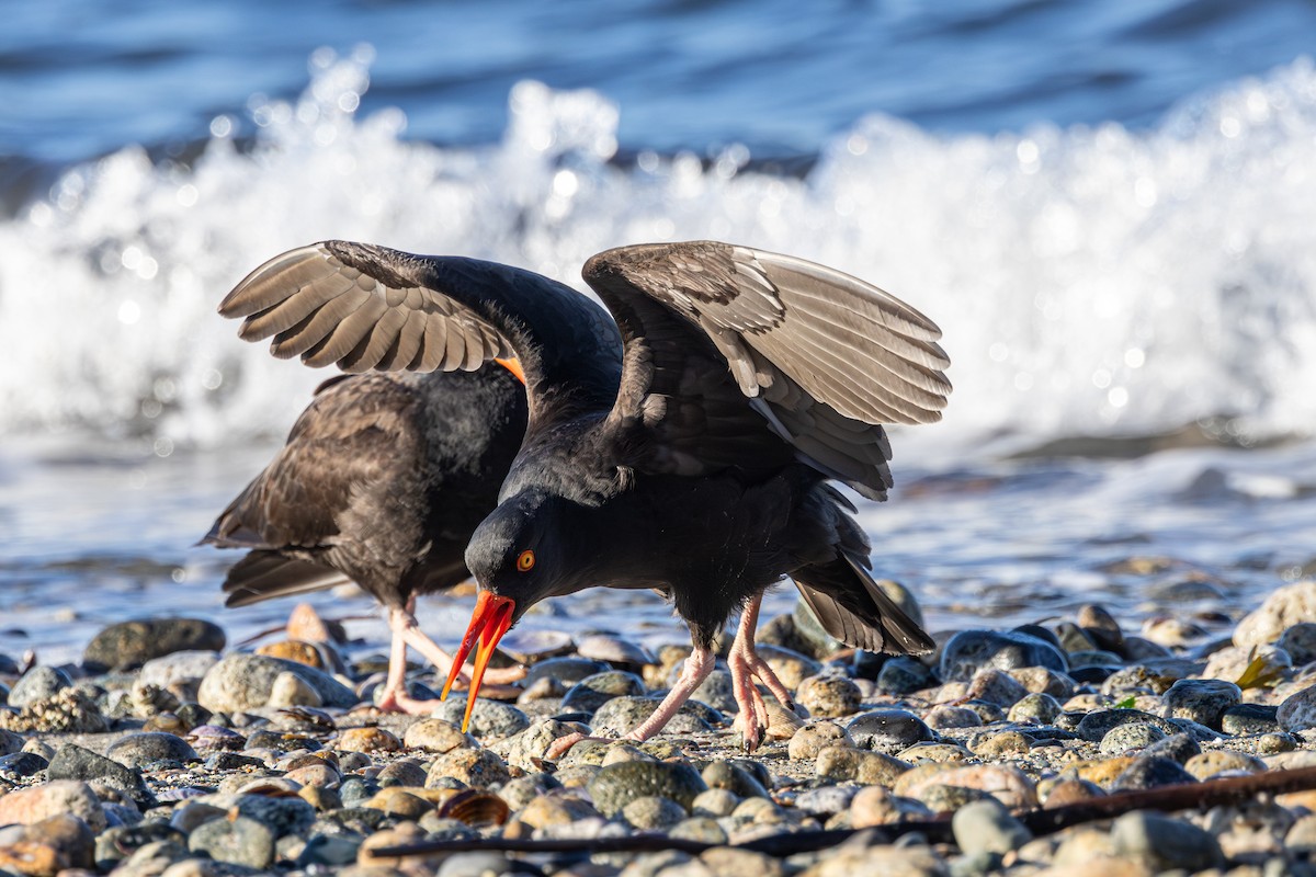 ústřičník západní - ML647053491
