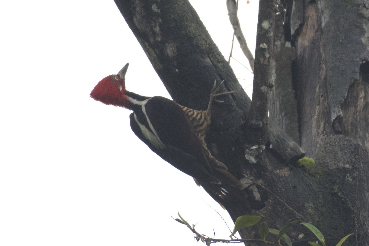 Guayaquil Woodpecker - ML647053492