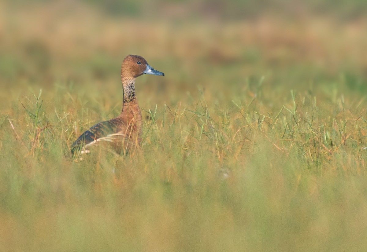 Zuhaitz-ahate kolorebikoa - ML647053498