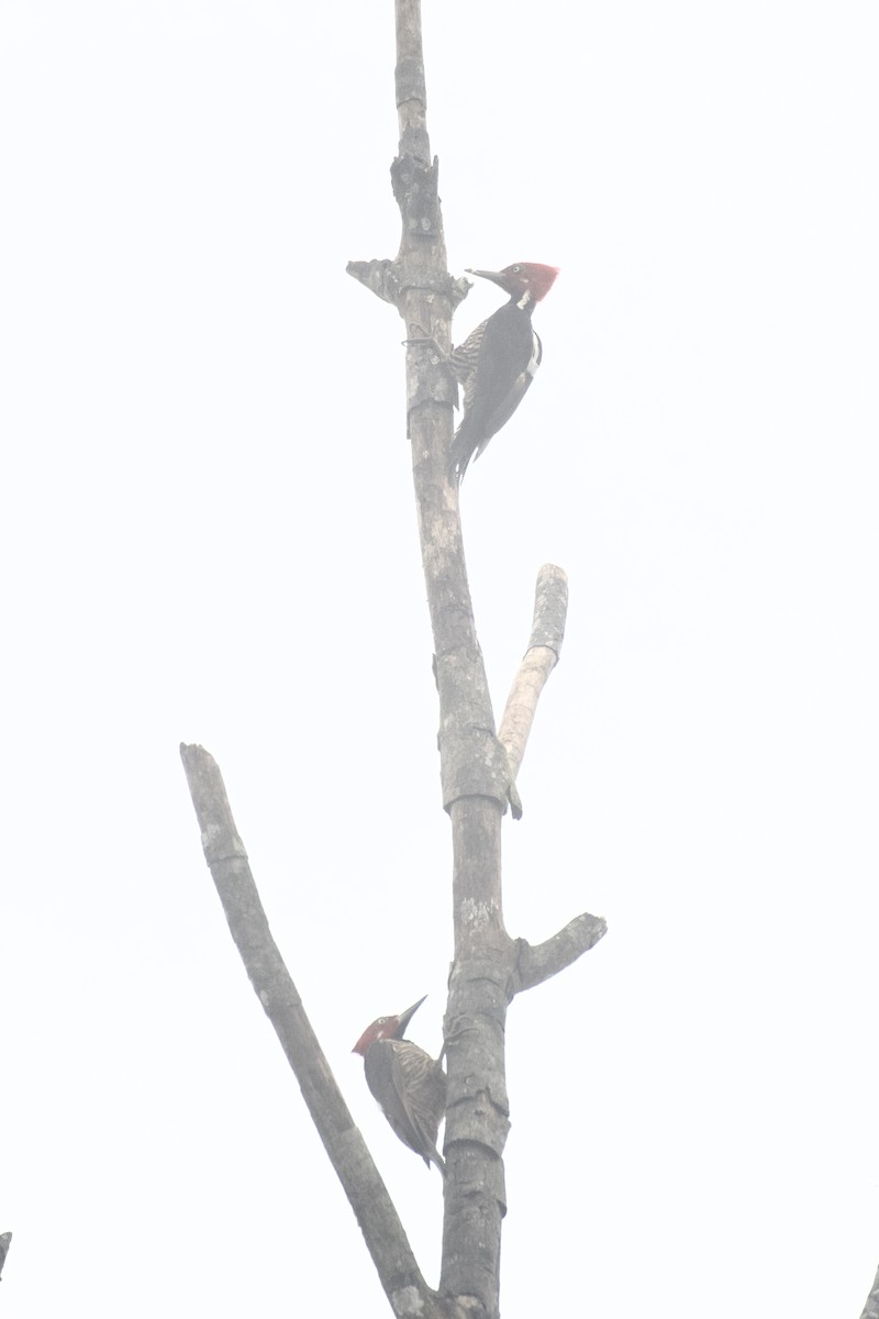 Guayaquil Woodpecker - ML647053510