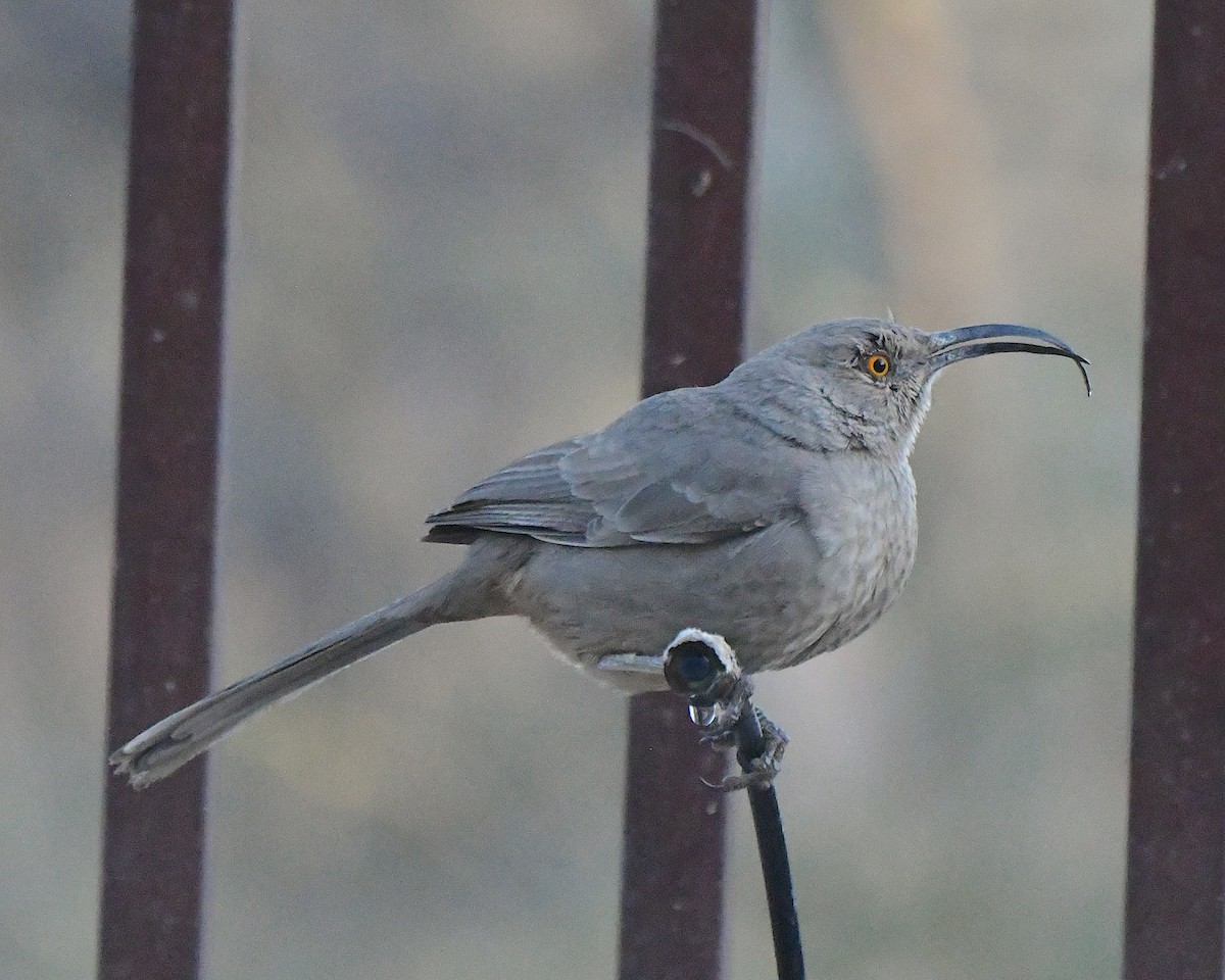 Curve-billed Thrasher - ML647053515
