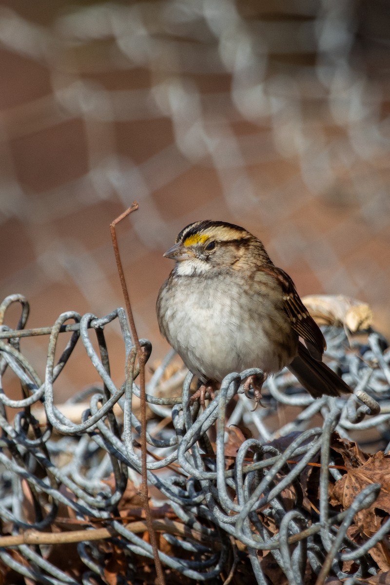 White-throated Sparrow - ML647053531