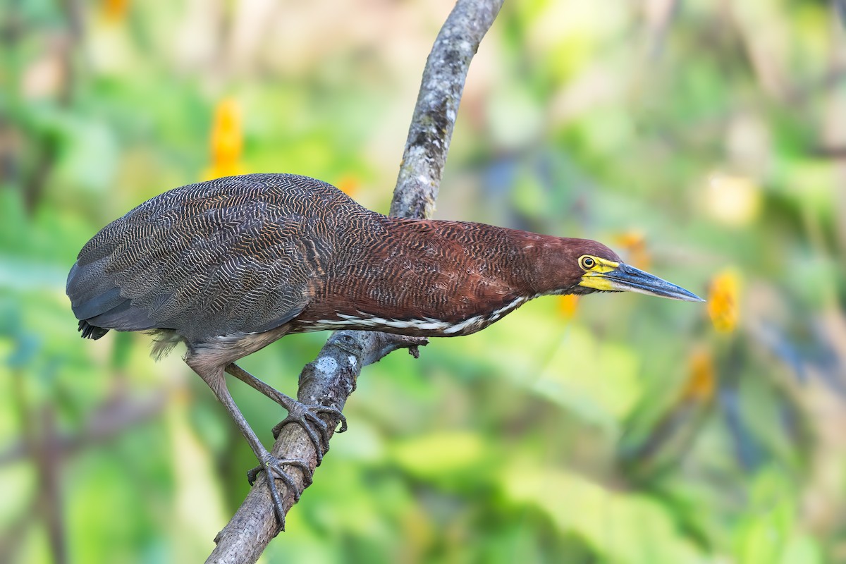 Rufescent Tiger-Heron - ML647053542