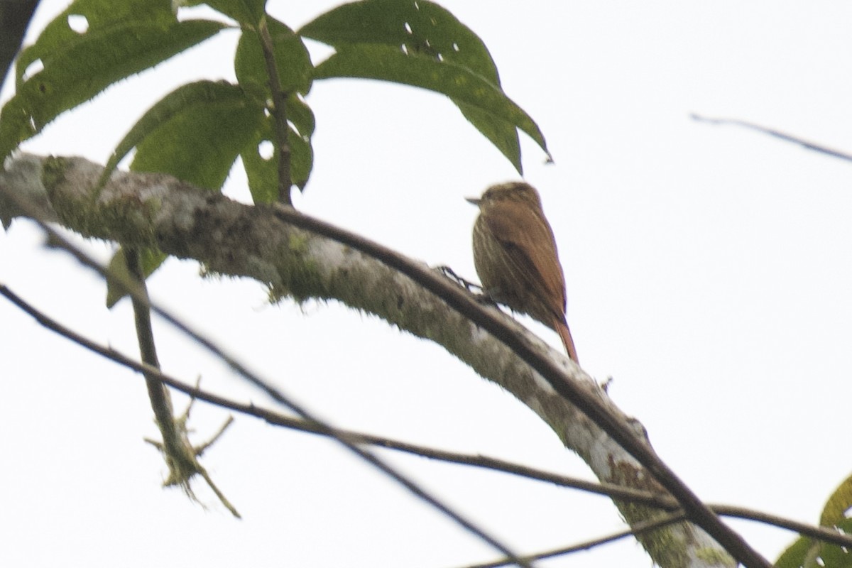 Streaked Xenops - ML647053544