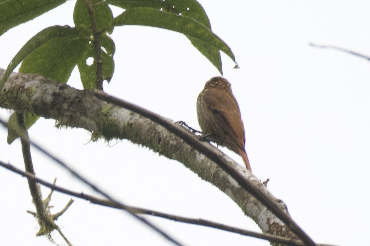 Streaked Xenops - ML647053545