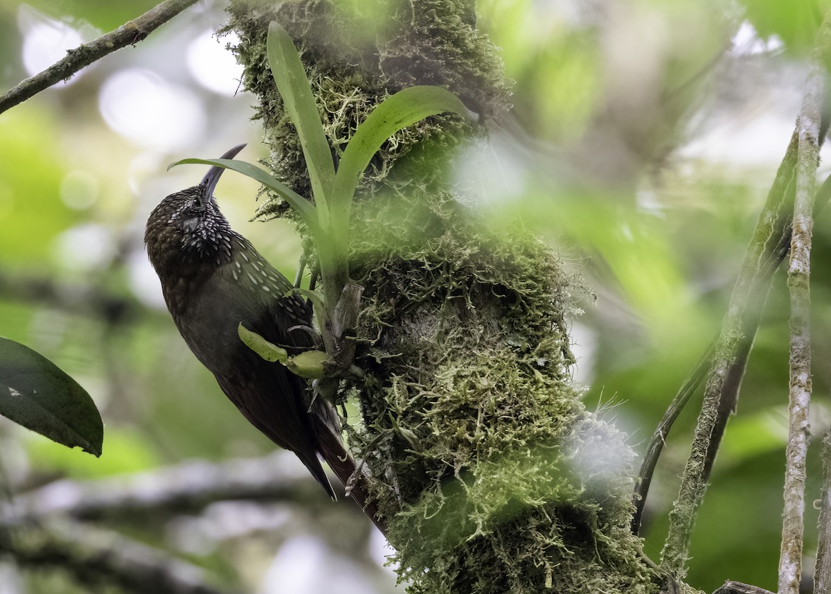 Dağ Tırmaşık - ML647053547