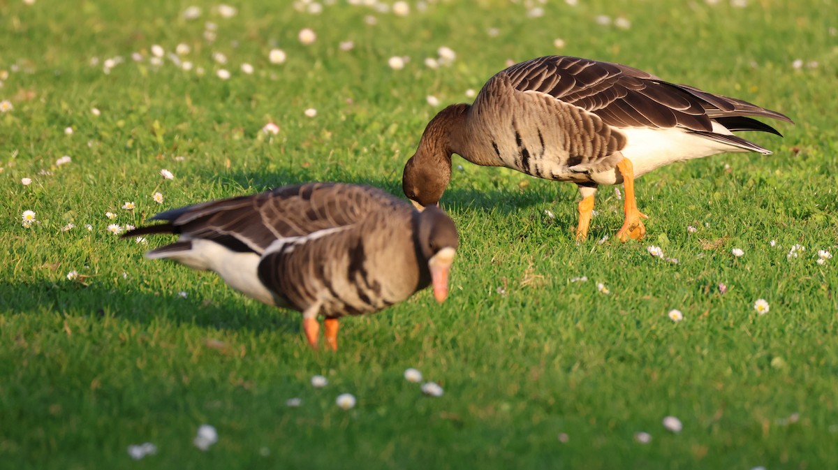 husa běločelá - ML647053549