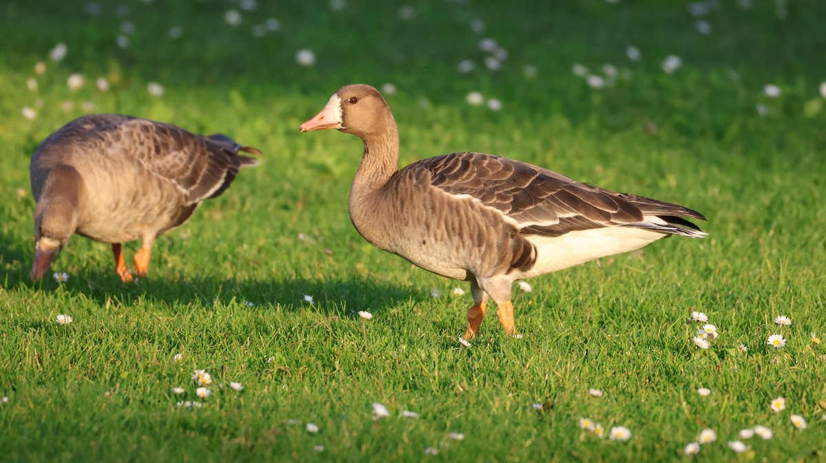 husa běločelá - ML647053550