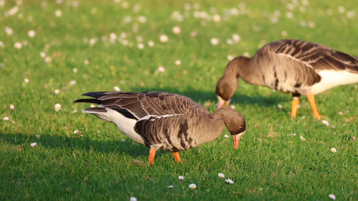 husa běločelá - ML647053552