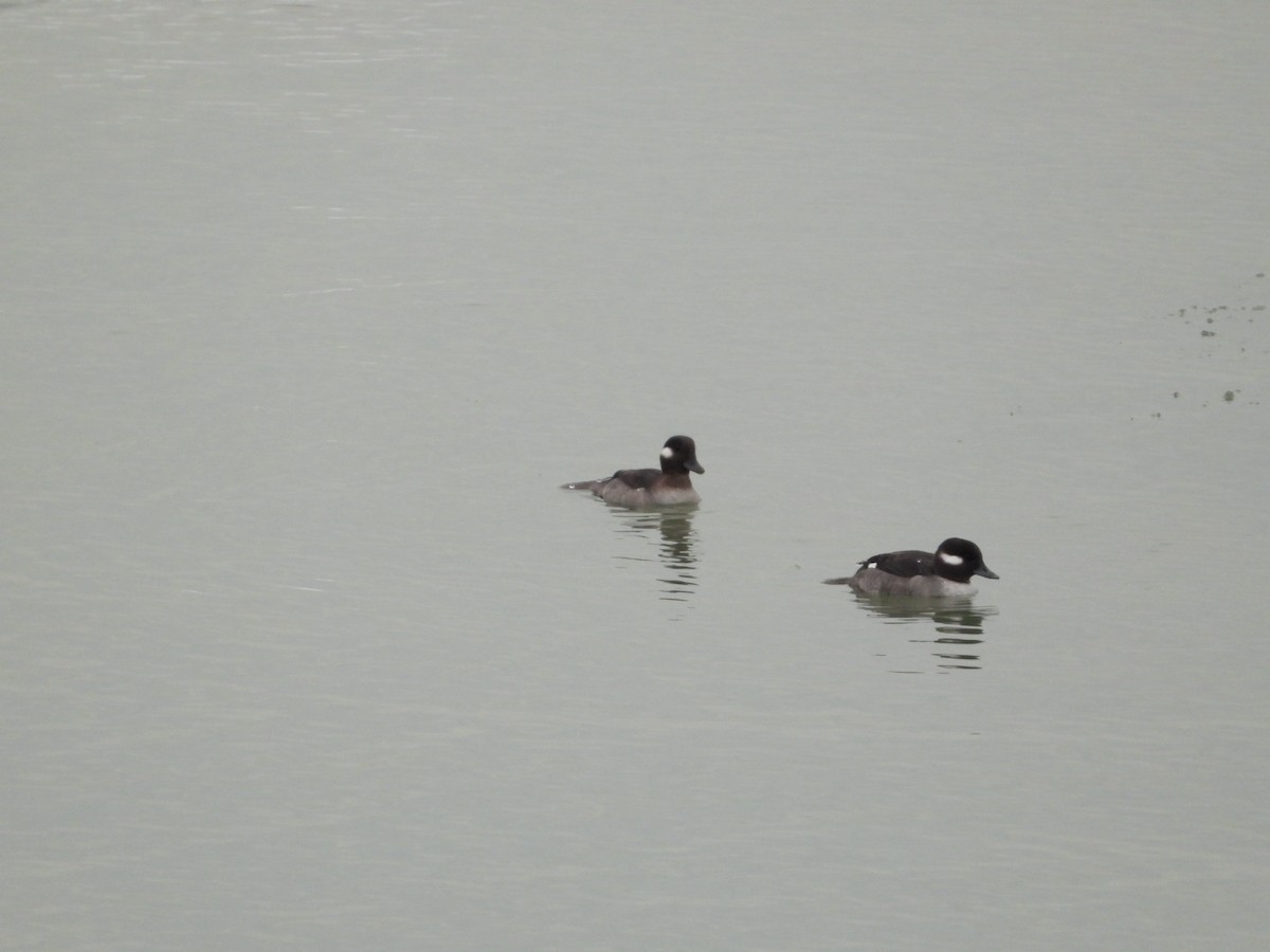 Гоголь-головастик - ML647053554