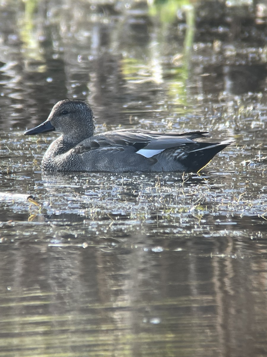 Нерозень - ML647053558