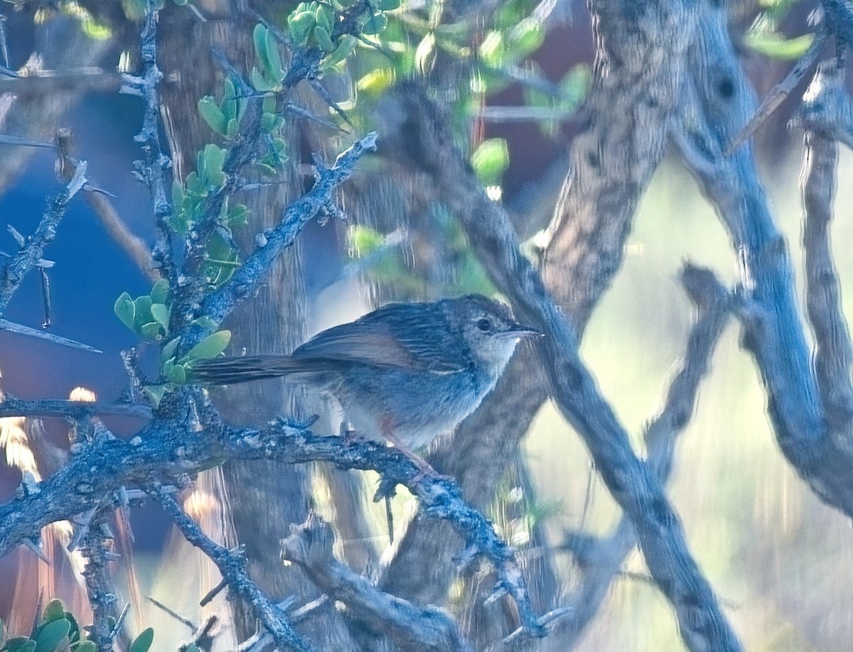 Gray-backed Cisticola - ML647053559