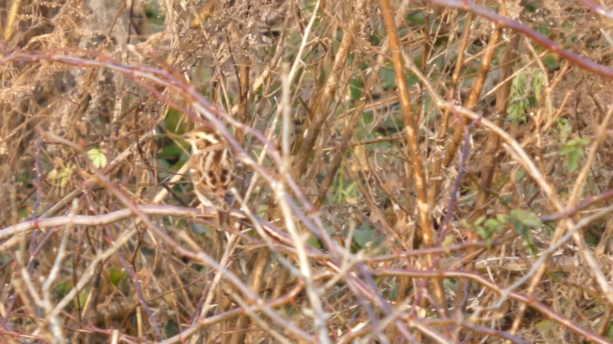 strnad tajgový - ML647053560