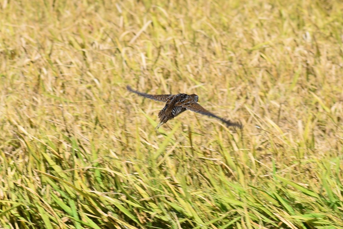 chřástal karolínský - ML647053562