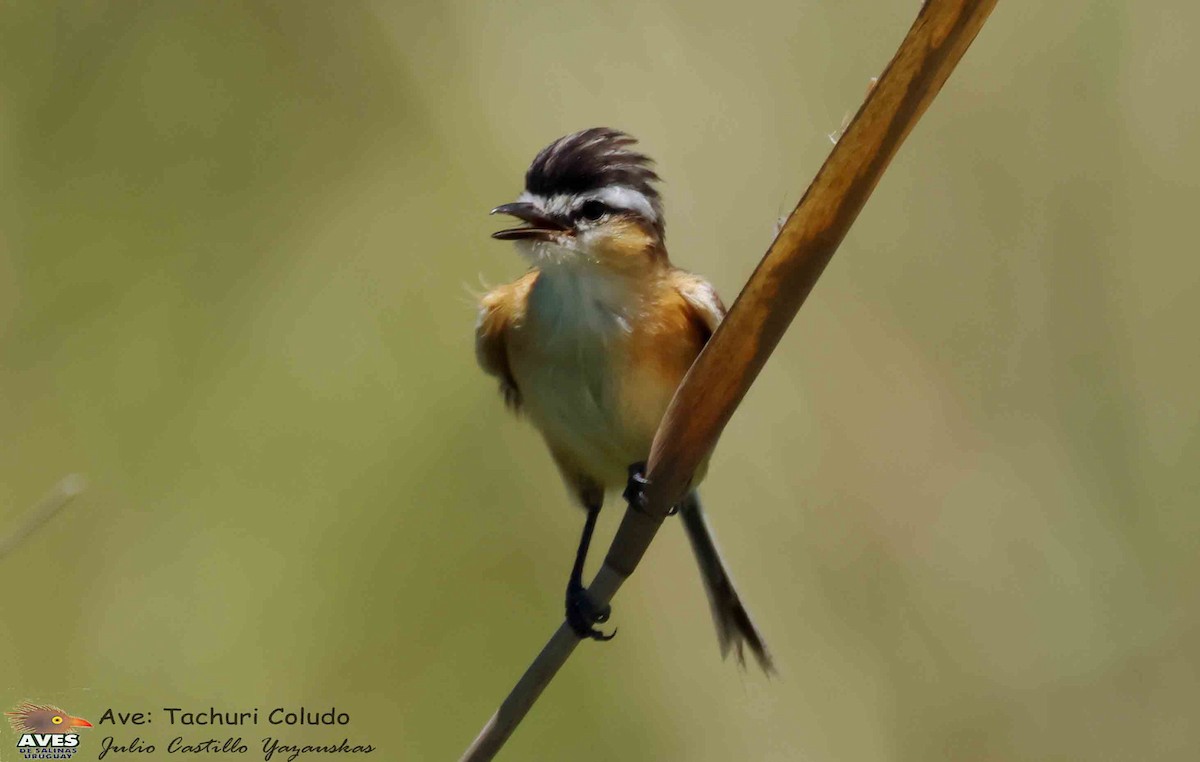 Sharp-tailed Tyrant - ML647053563