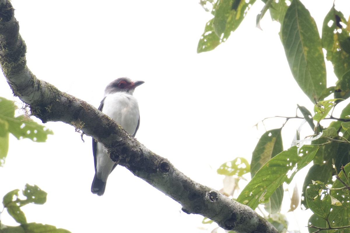 Masked Tityra - ML647053564