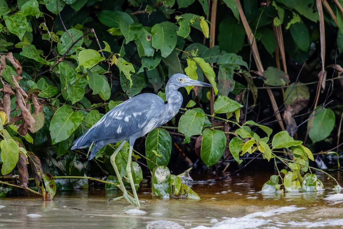 volavka modrošedá - ML647053565