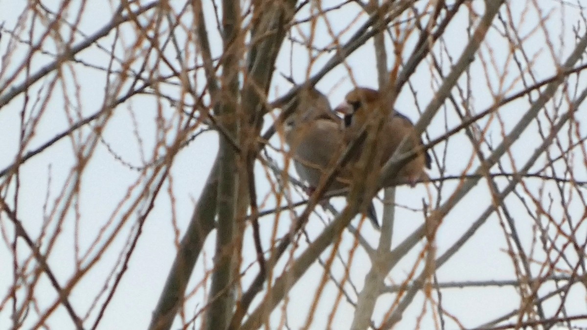 dlask tlustozobý - ML647053566