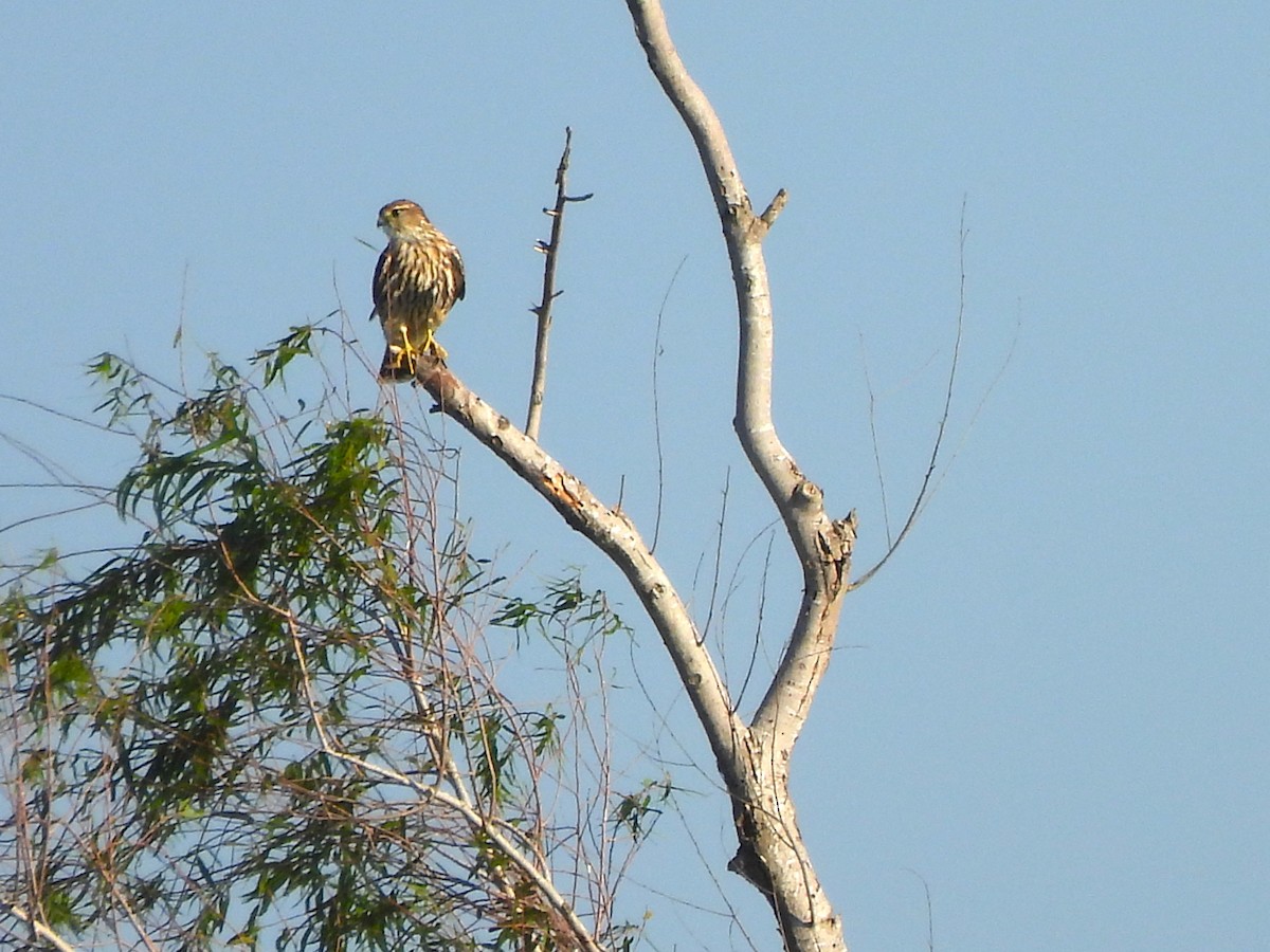 dřemlík tundrový - ML647053567