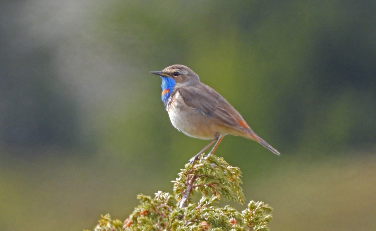 slavík modráček - ML647053568