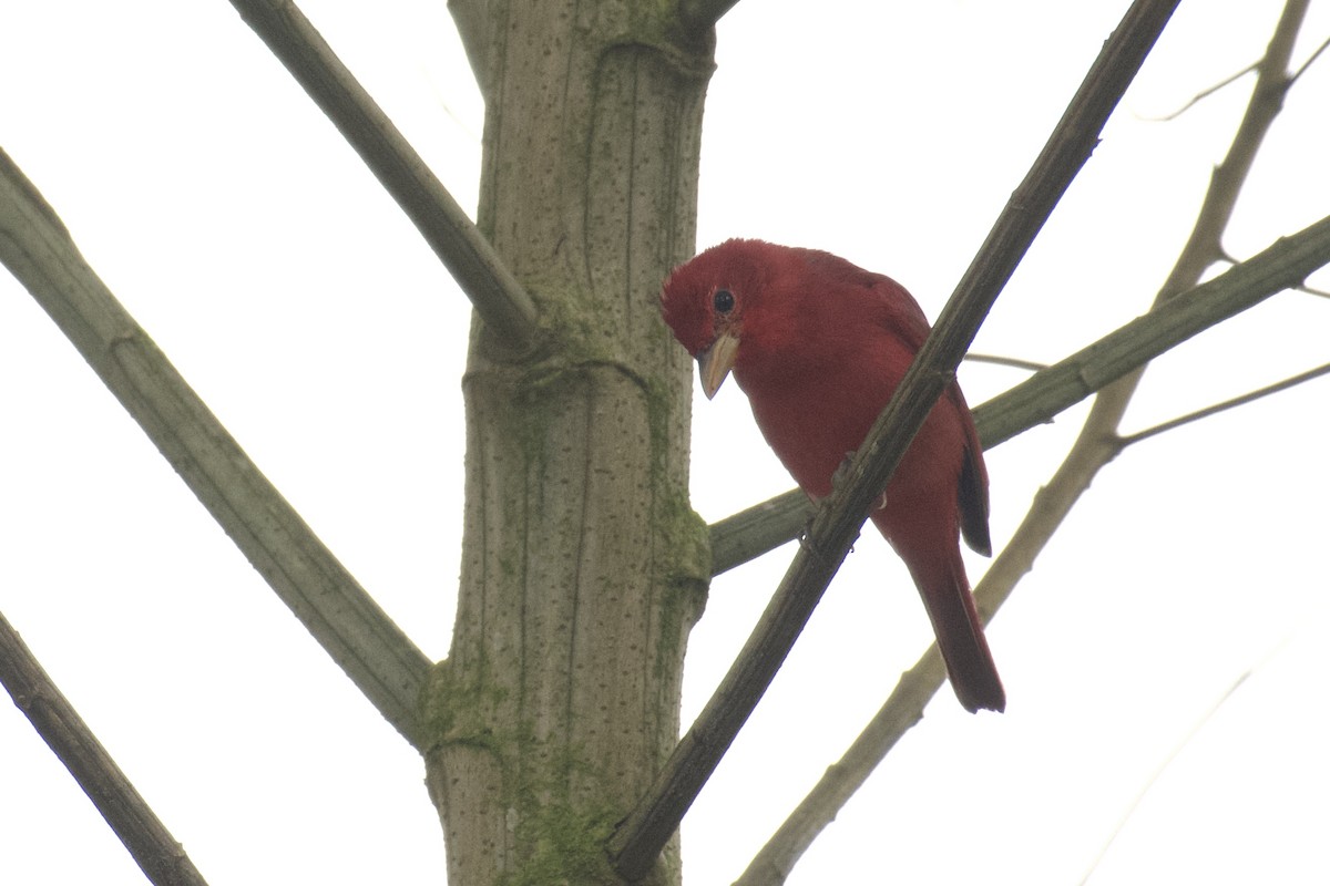 piranga ohnivá - ML647053570