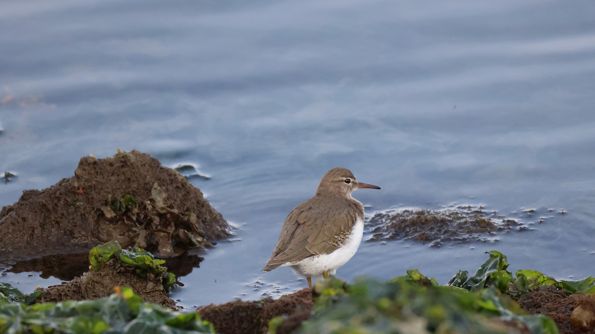 pisík americký - ML647053571