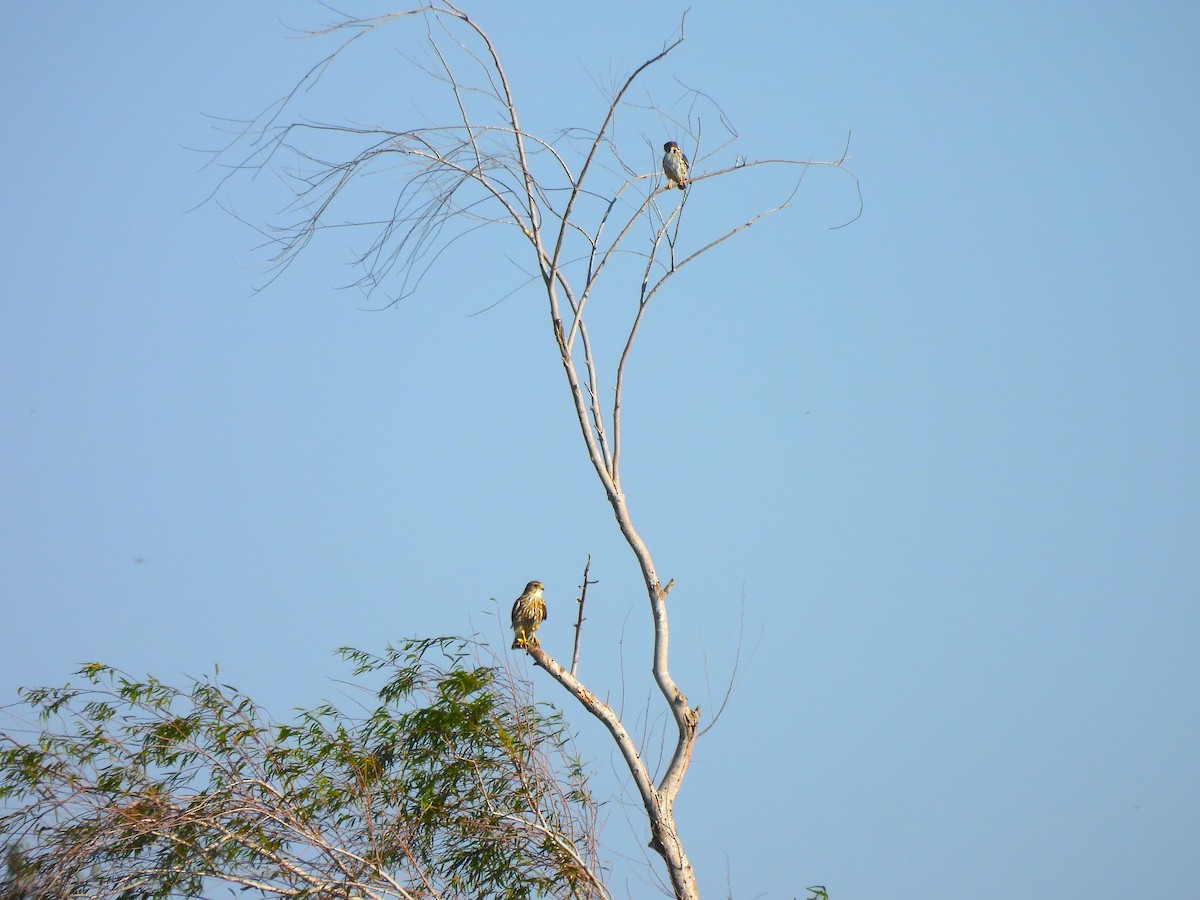 poštolka pestrá - ML647053572