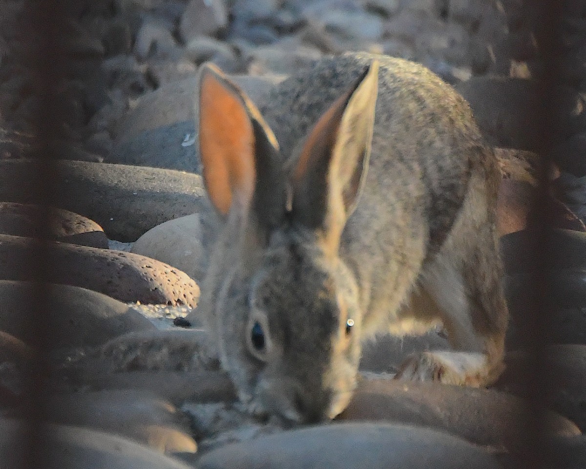 Animals - ML647053573