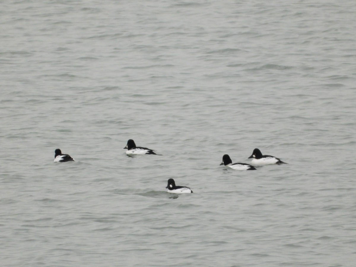 hohol severní - ML647053575