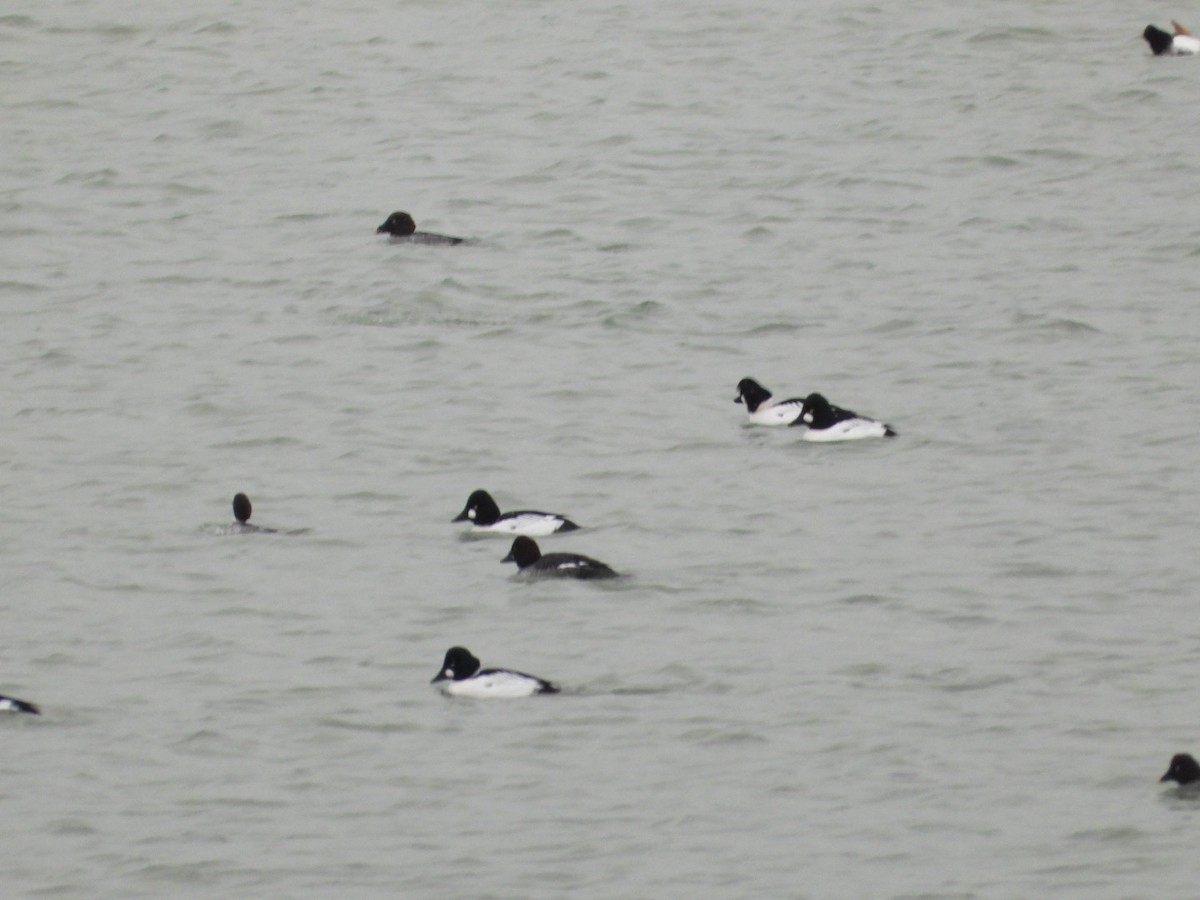 hohol severní - ML647053576