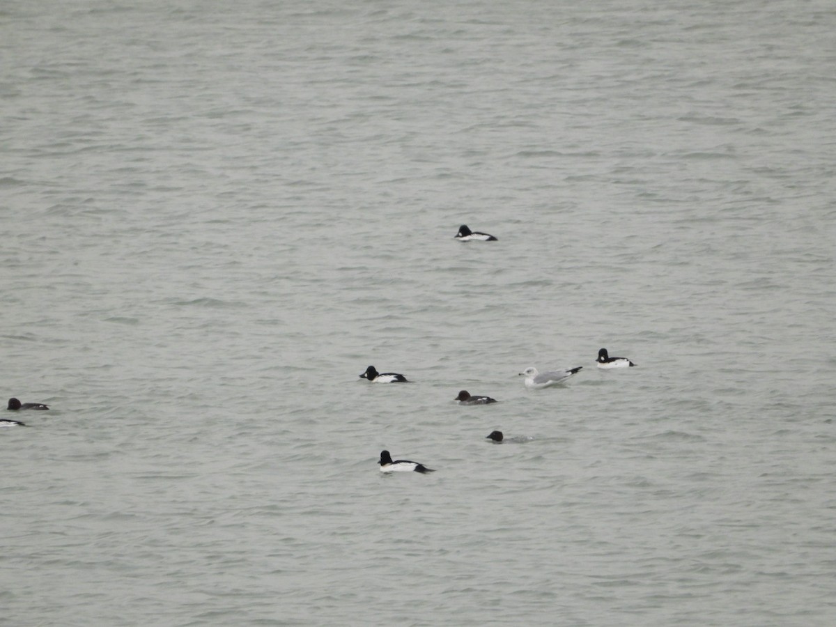 hohol severní - ML647053577