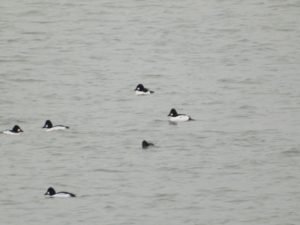 hohol severní - ML647053578