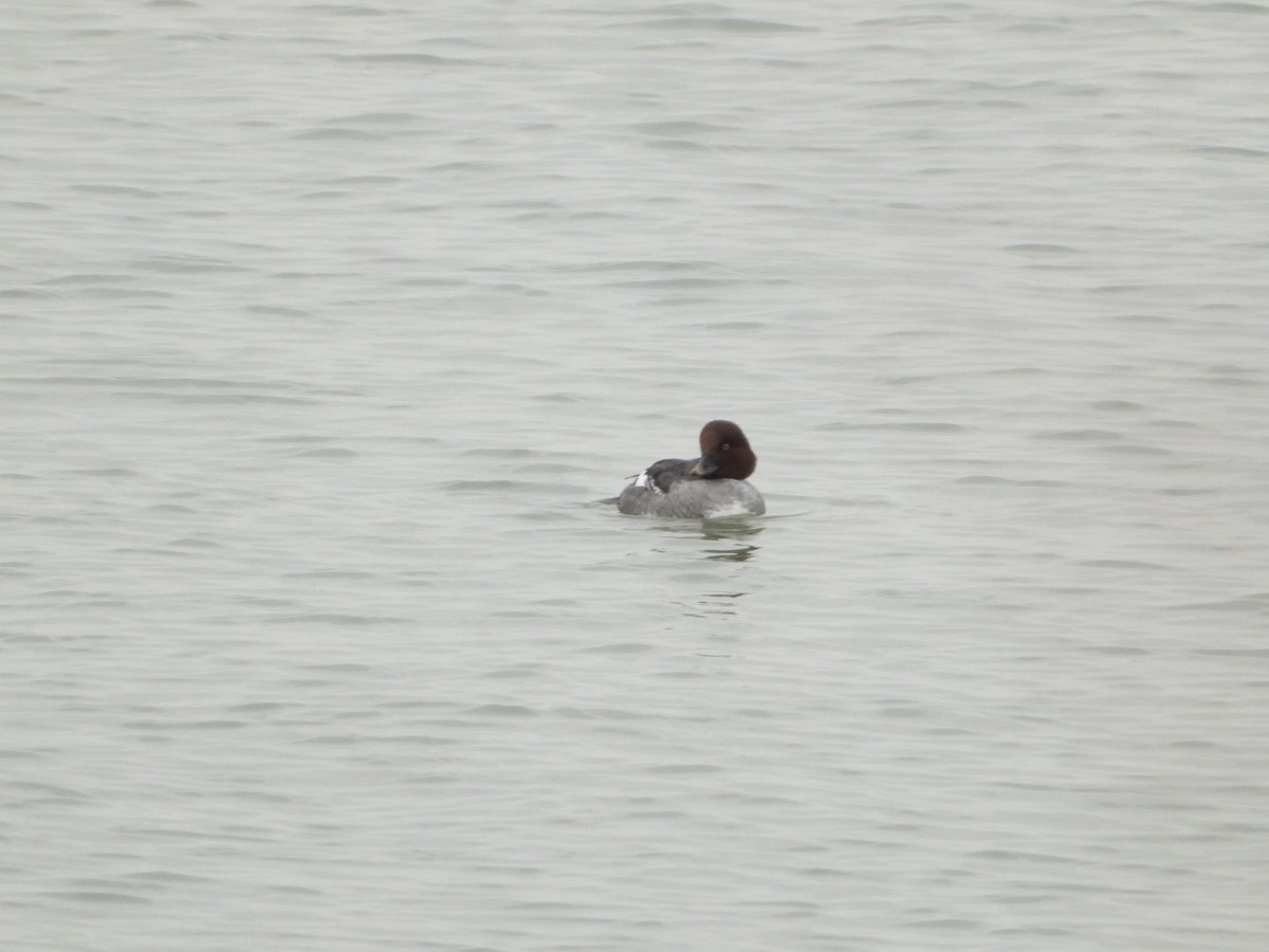 hohol severní - ML647053579