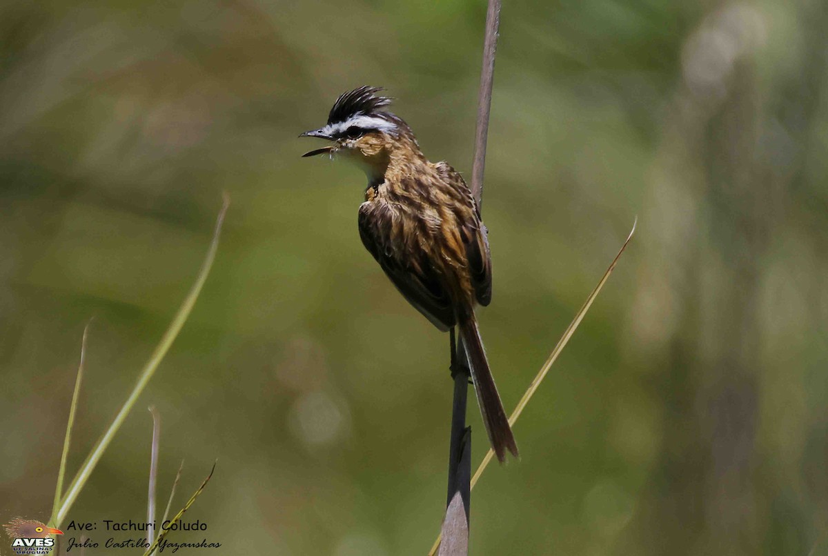 Sharp-tailed Tyrant - ML647053581