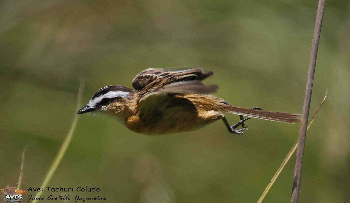 Sharp-tailed Tyrant - ML647053582