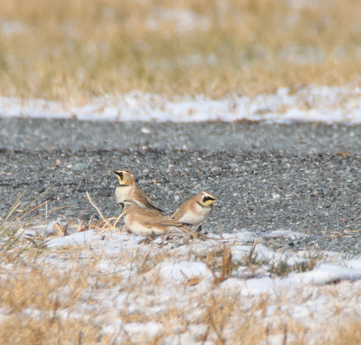 skřivan ouškatý - ML647053583