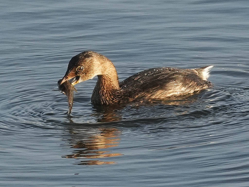 potápka americká - ML647053585