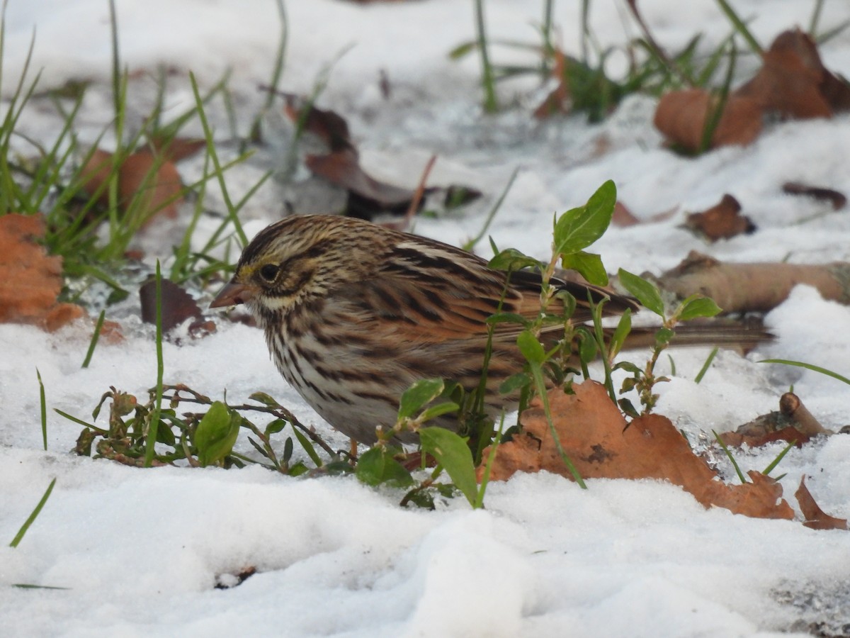 Savannah Sparrow - ML647053595