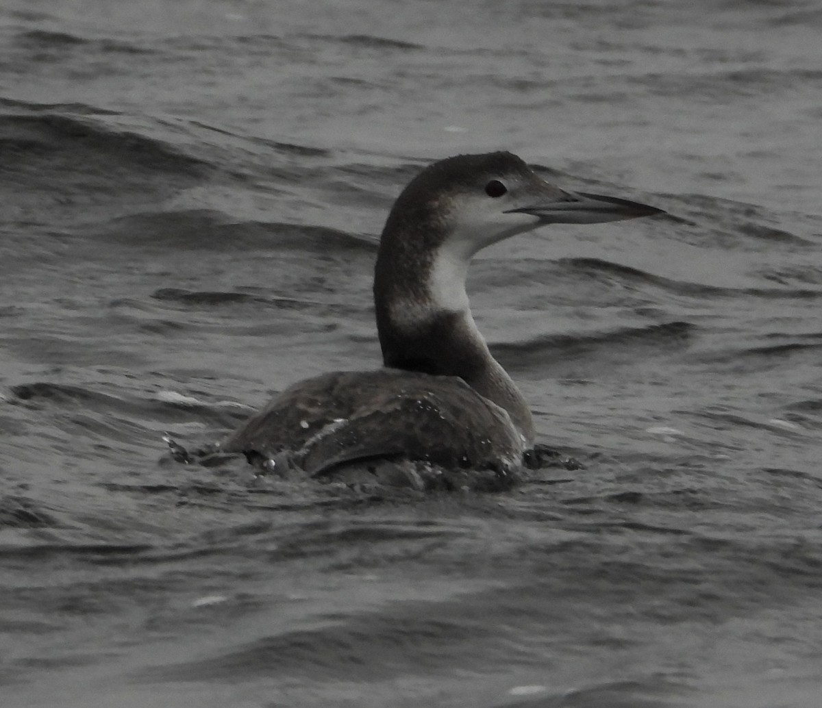 Common Loon - ML647053606