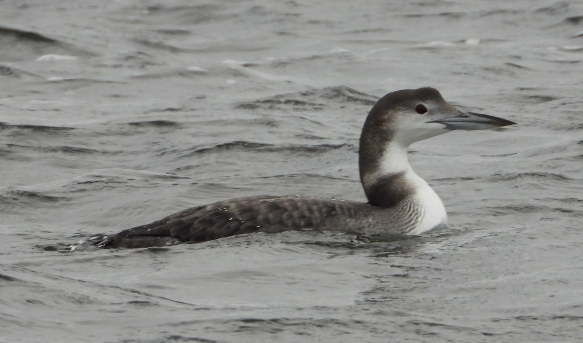 Common Loon - ML647053607
