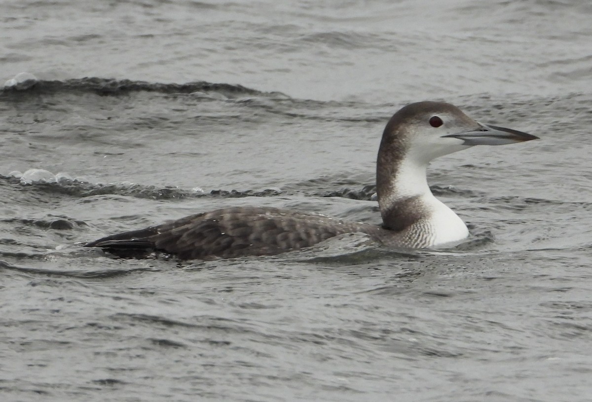 Common Loon - ML647053608