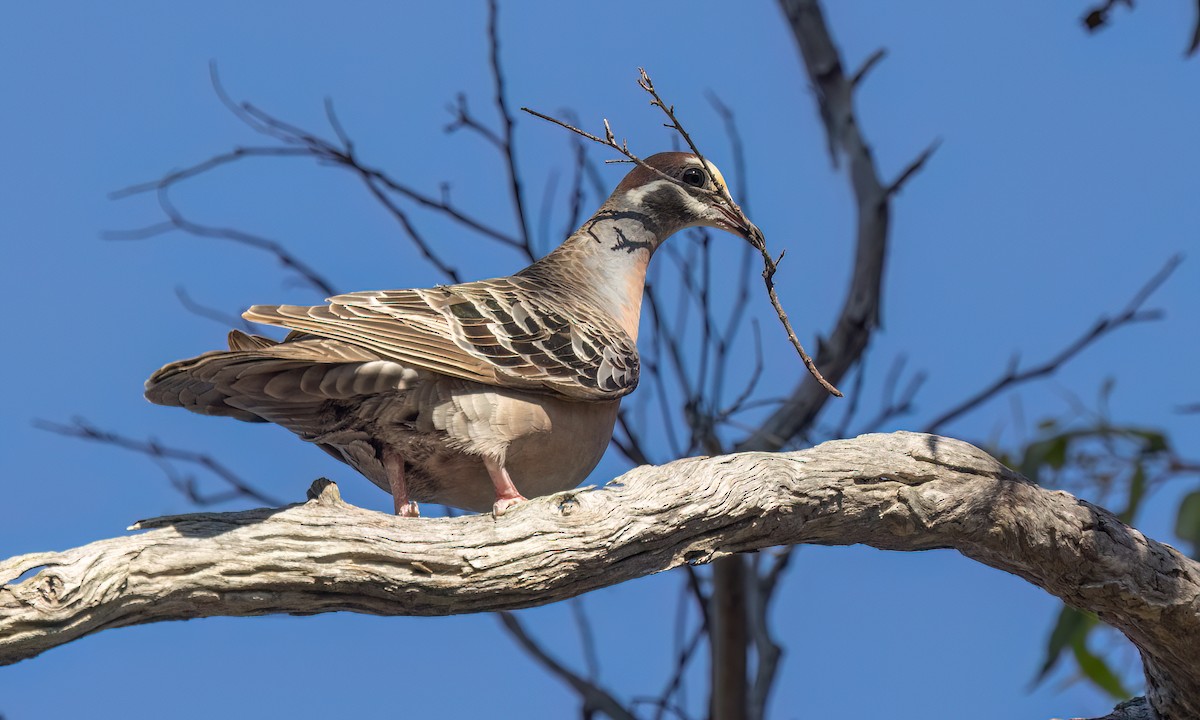 Common Bronzewing - ML647053617