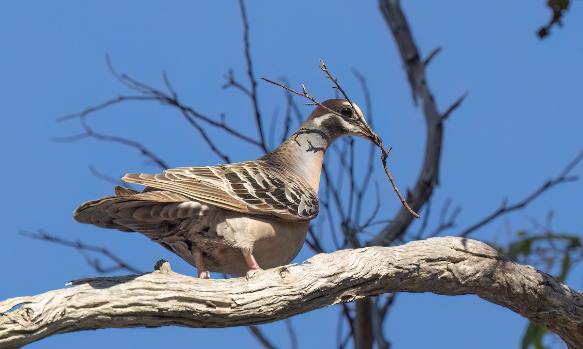 Common Bronzewing - ML647053619