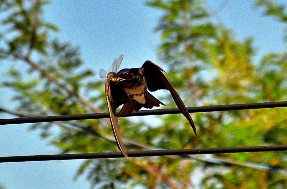 Gray-breasted Martin - ML647053621