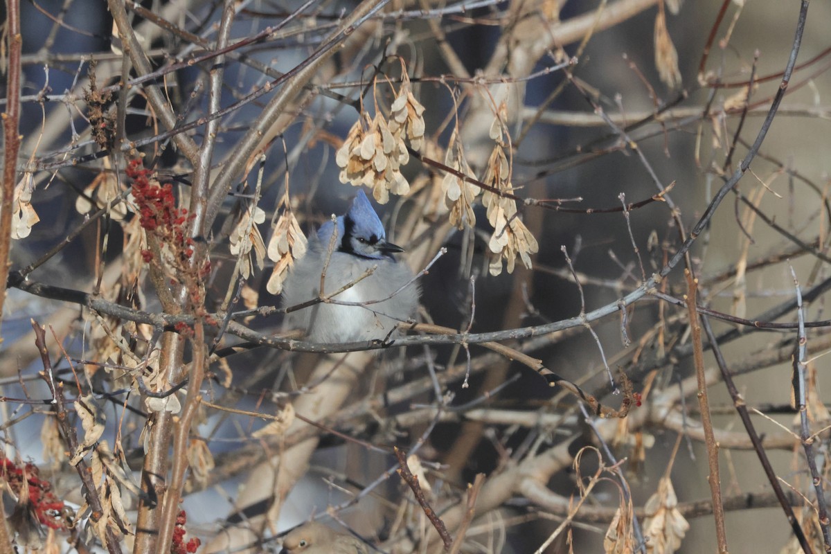 Blue Jay - ML647053622