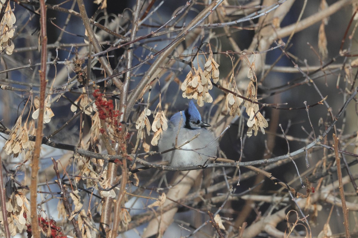 Blue Jay - ML647053623
