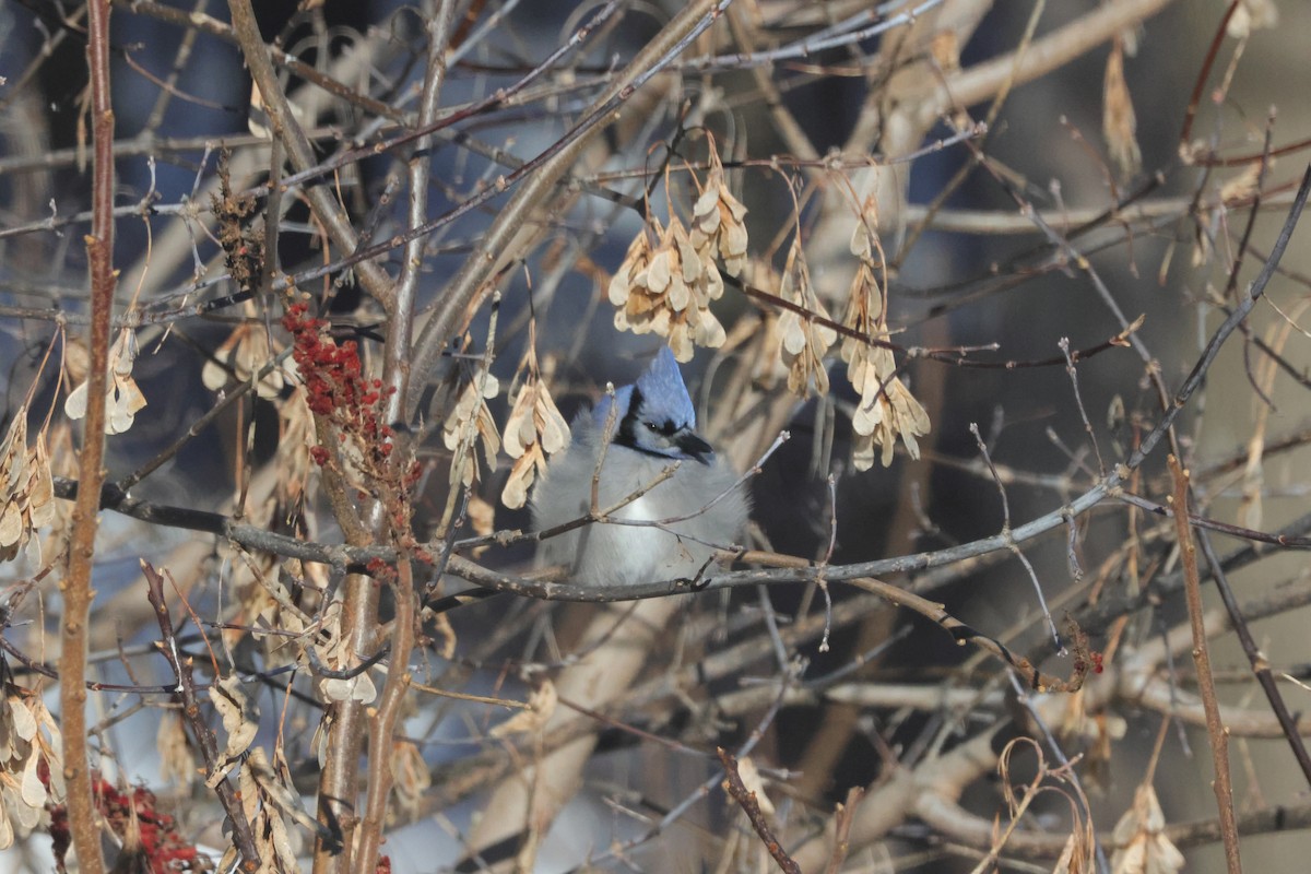 Blue Jay - ML647053624