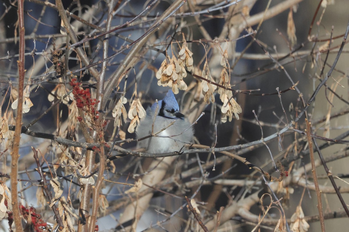 Blue Jay - ML647053625