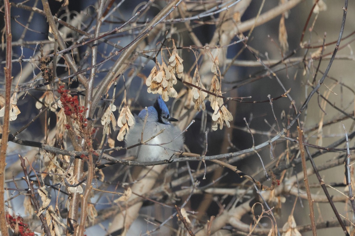 Blue Jay - ML647053626